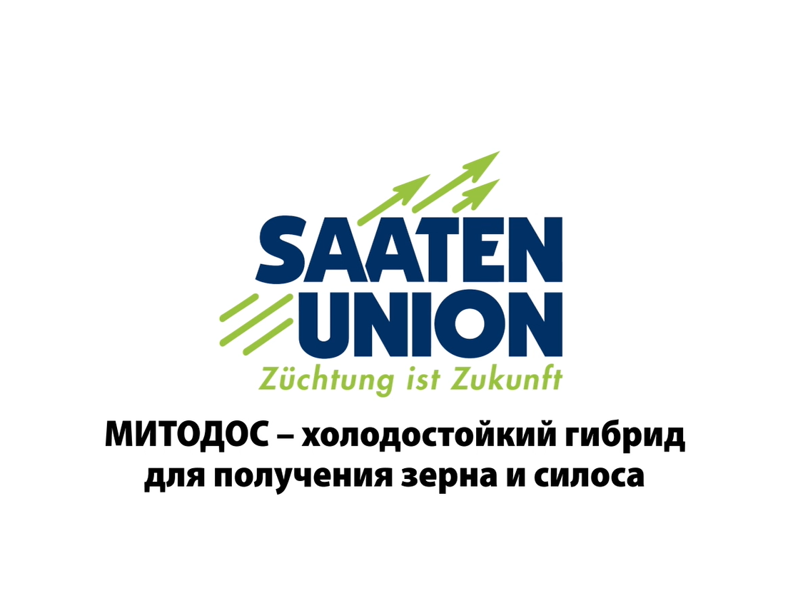 МИТОДОС — холодостойкий гибрид для получения зерна и силоса