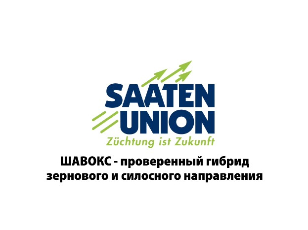 Среднеранний гибрид ШАВОКС
